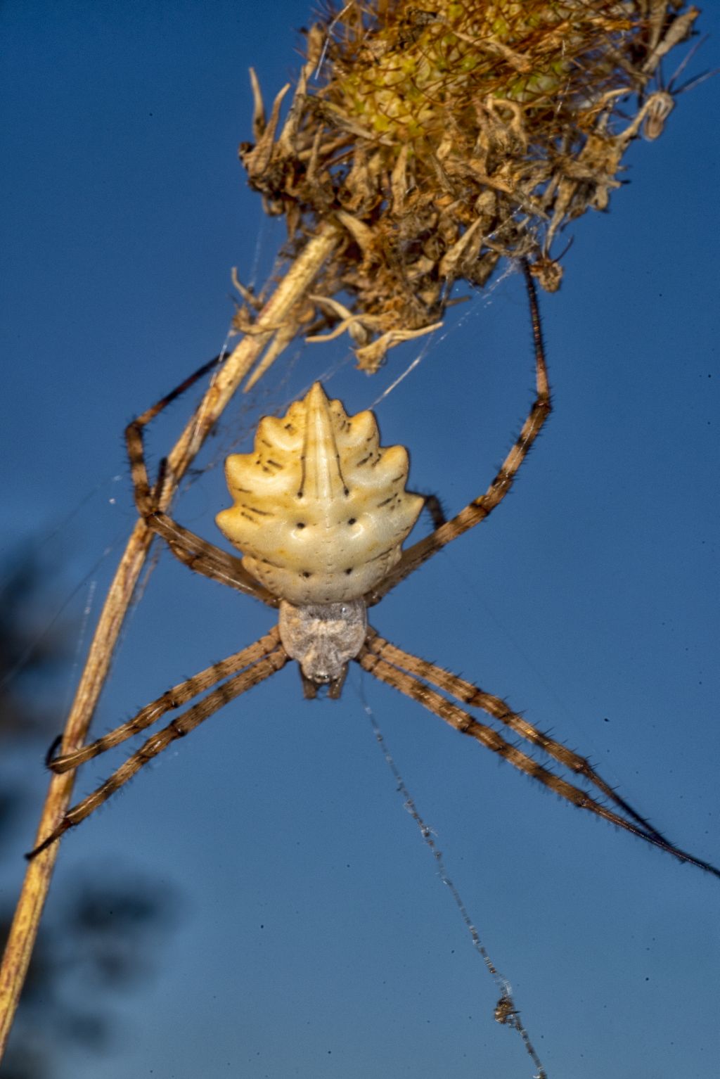 L''Argiope lobata
